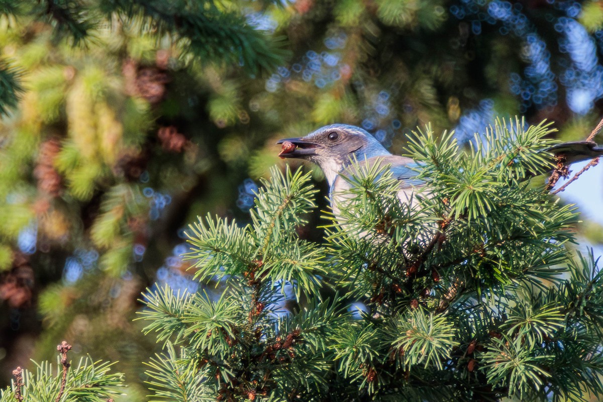 California Scrub-Jay - ML620399218