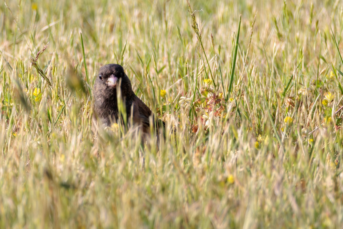 Dark-eyed Junco - ML620399220