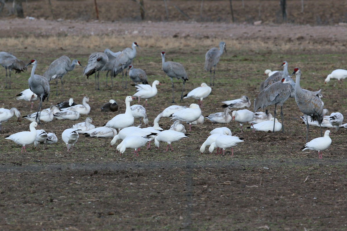 Snow Goose - ML620399221