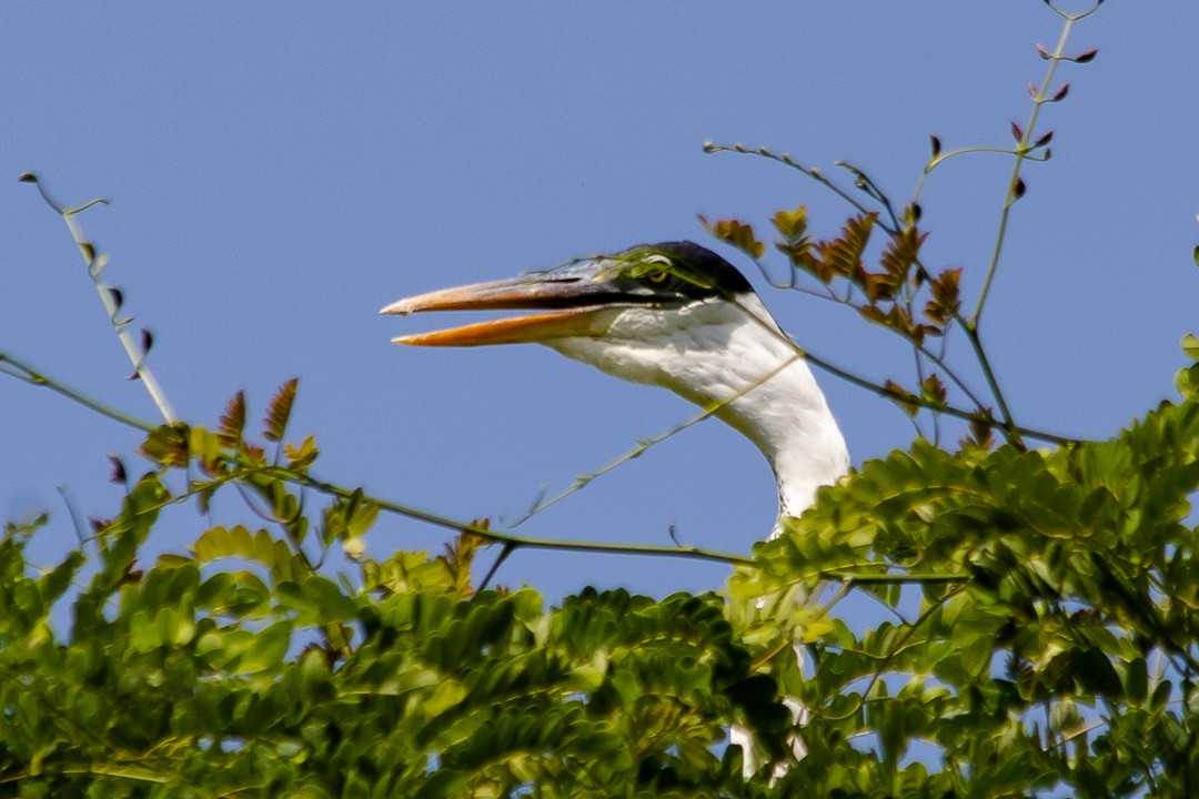 Cocoi Heron - Claudia Andrea Posada Palacio