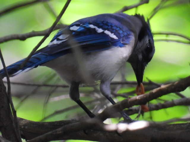 Blue Jay - ML620399229