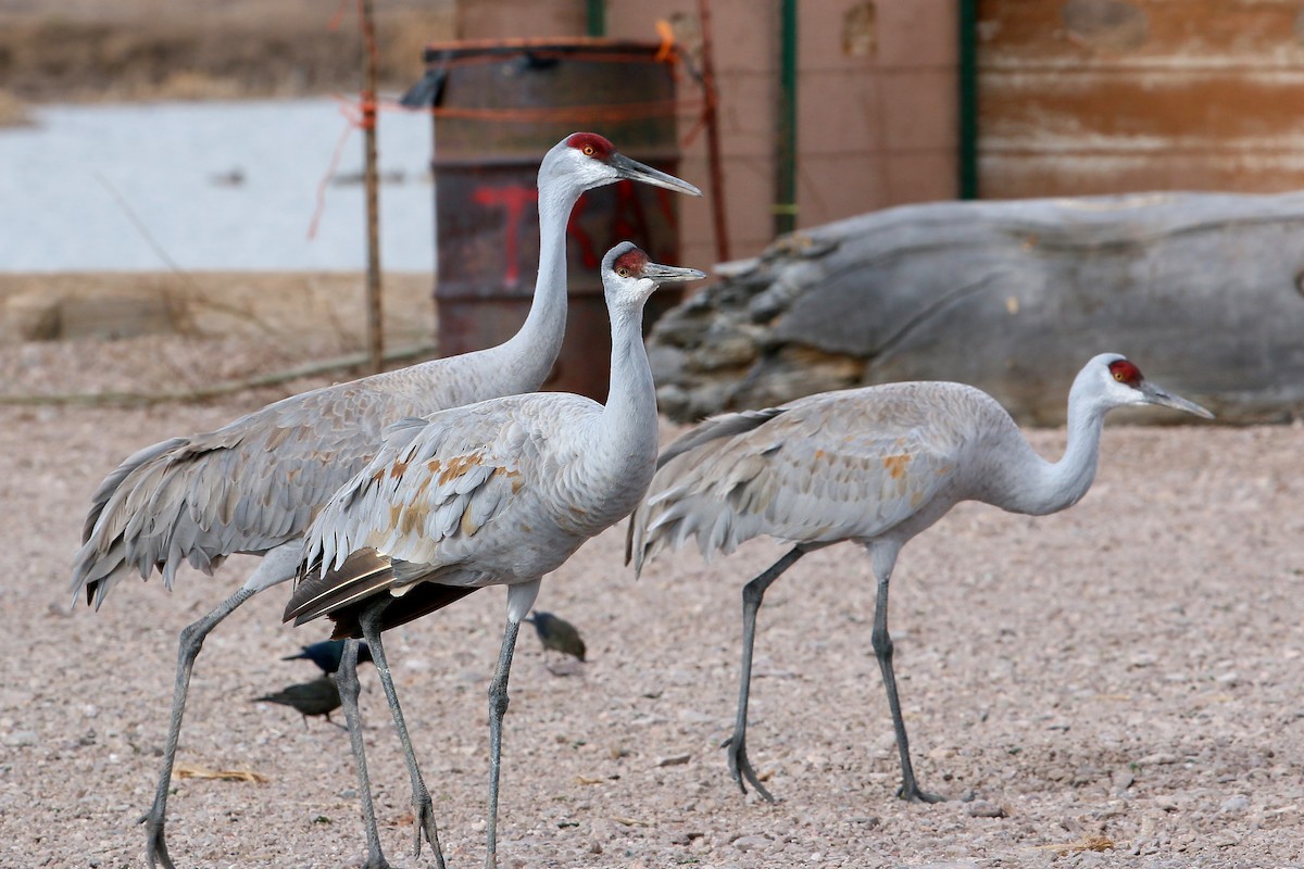 Grulla Canadiense - ML620399248