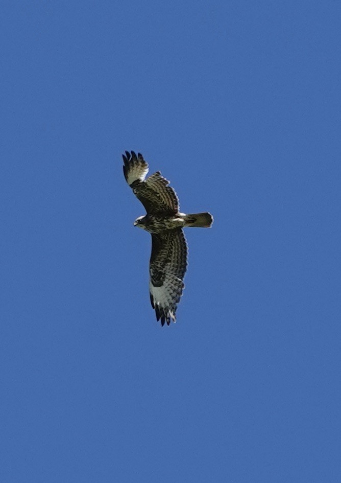 Buse variable (buteo) - ML620399253