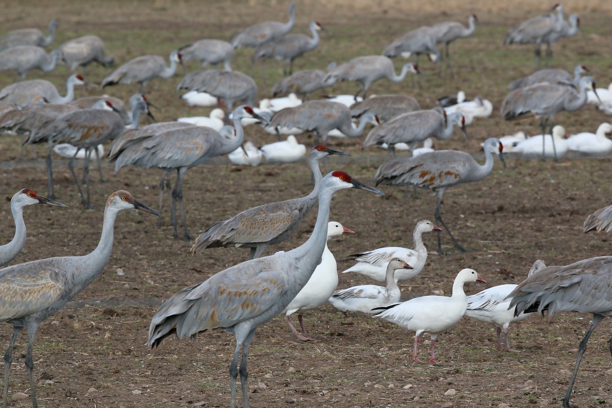 Sandhill Crane - ML620399255