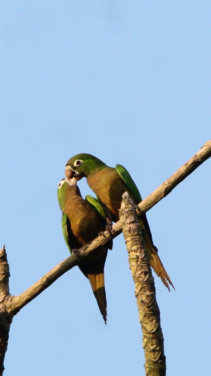Olive-throated Parakeet - ML620399258