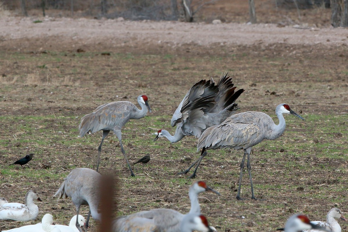 Sandhill Crane - ML620399261