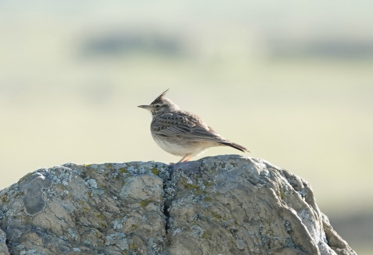 Thekla's/Crested Lark - ML620399273