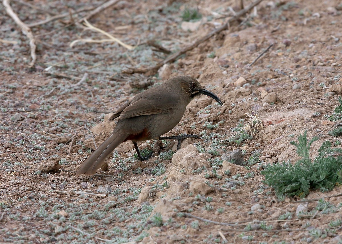 Crissal Thrasher - William Clark