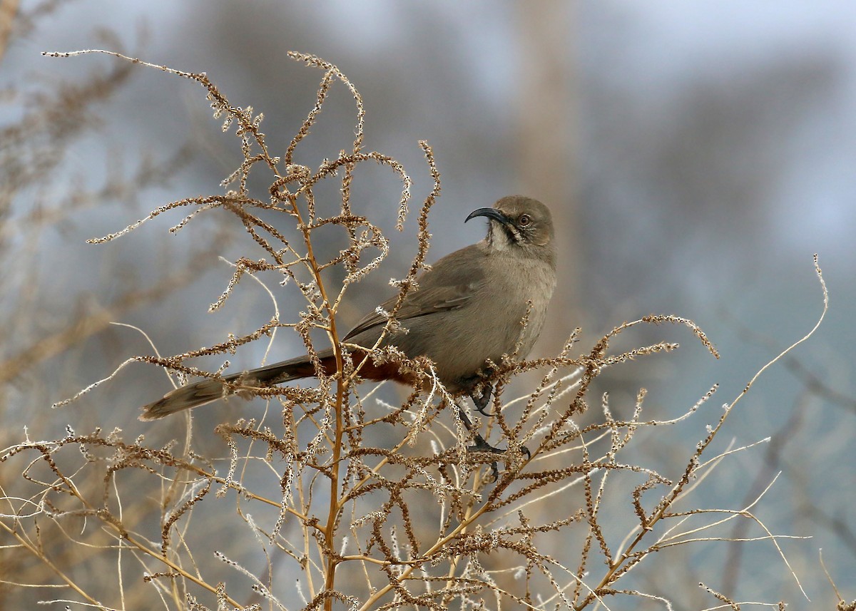 Crissal Thrasher - ML620399280