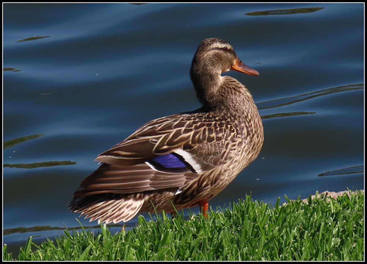 Canard colvert - ML620399288