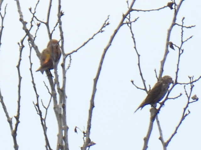 Red Crossbill - Joe McGill