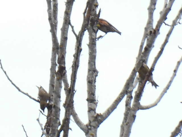 Red Crossbill - ML620399298