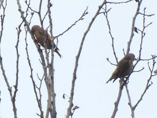 Red Crossbill - ML620399303