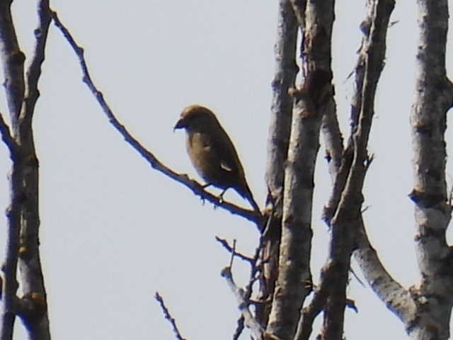 Red Crossbill - Joe McGill