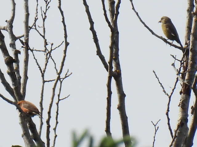 Red Crossbill - ML620399309