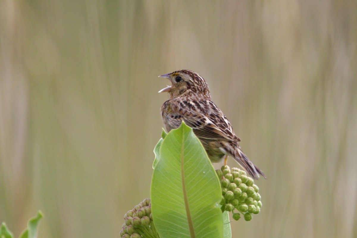 Grasshopper Sparrow - ML620399319