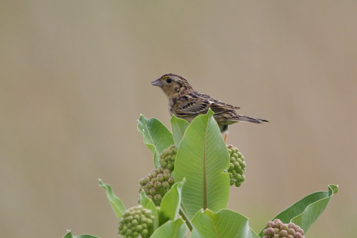 Grasshopper Sparrow - ML620399320