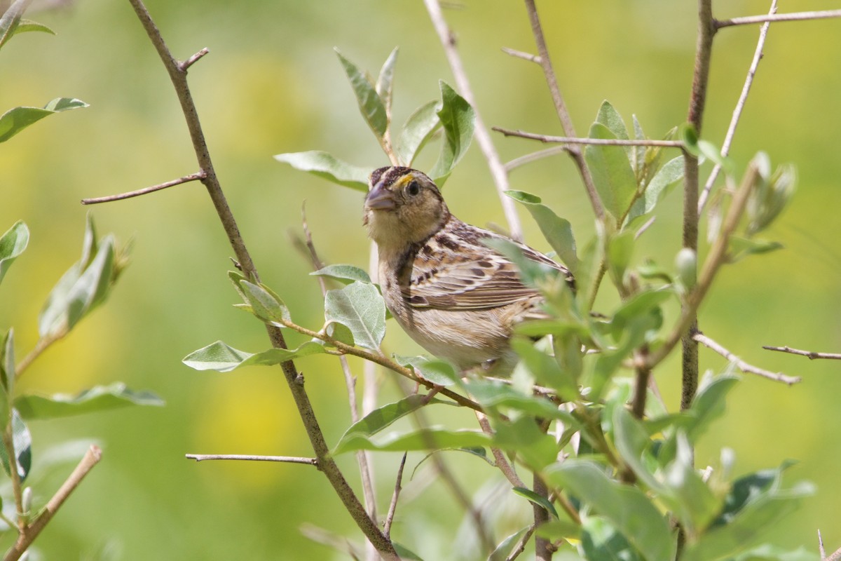 Grasshopper Sparrow - ML620399321