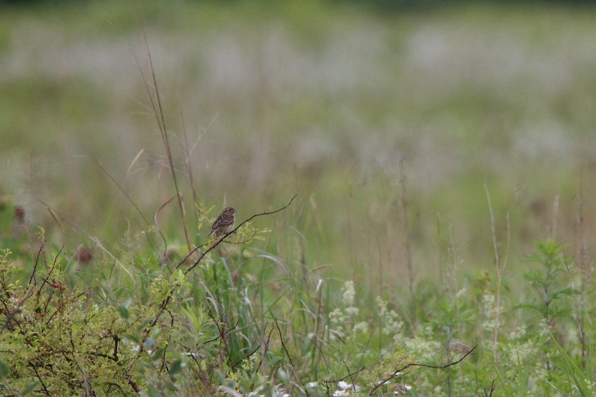 Grasshopper Sparrow - ML620399322