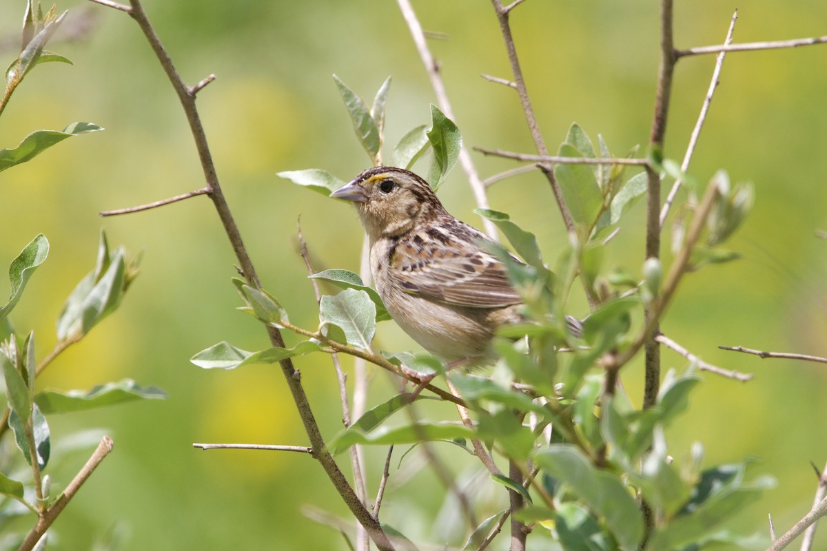 Grasshopper Sparrow - ML620399323