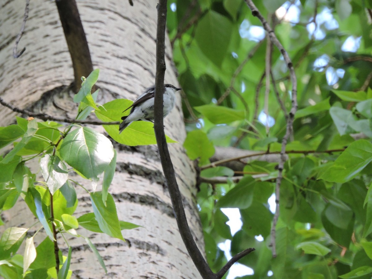 European Pied Flycatcher - ML620399325