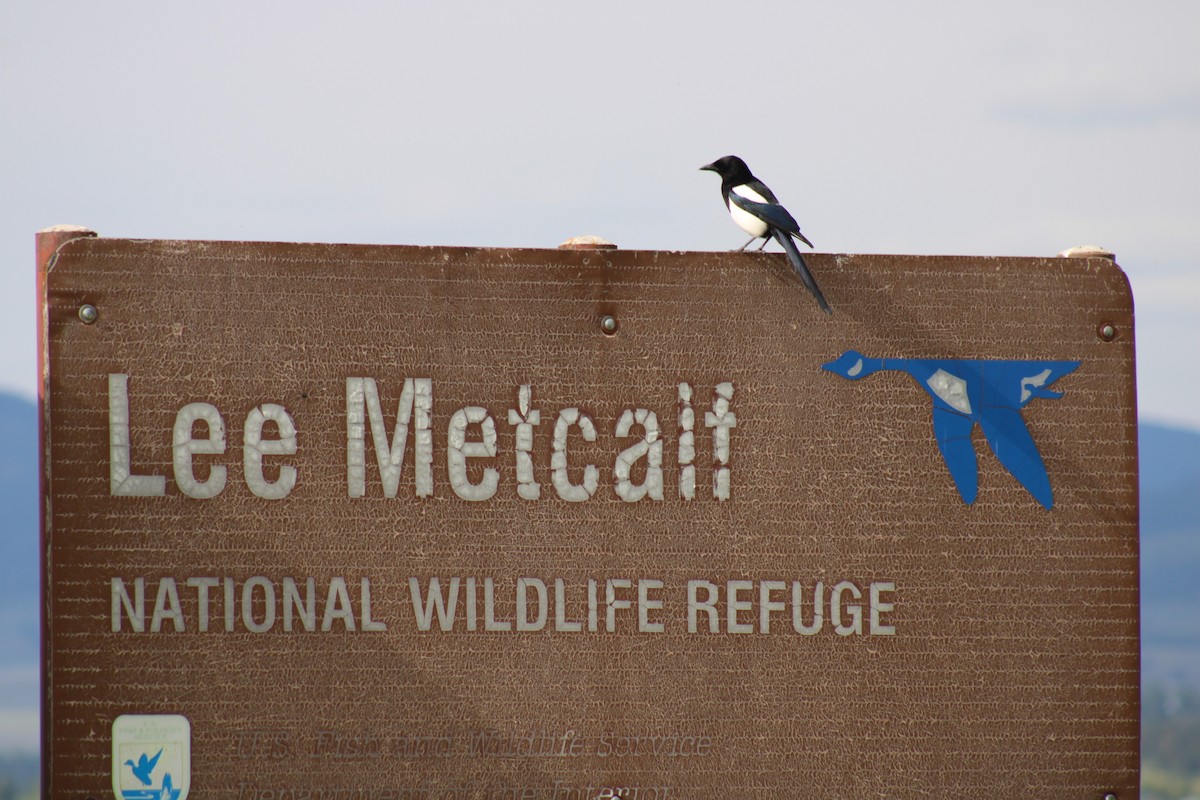 Black-billed Magpie - ML620399326