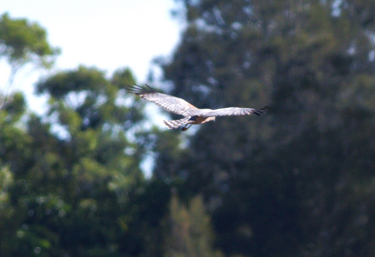 Spotted Harrier - ML620399333