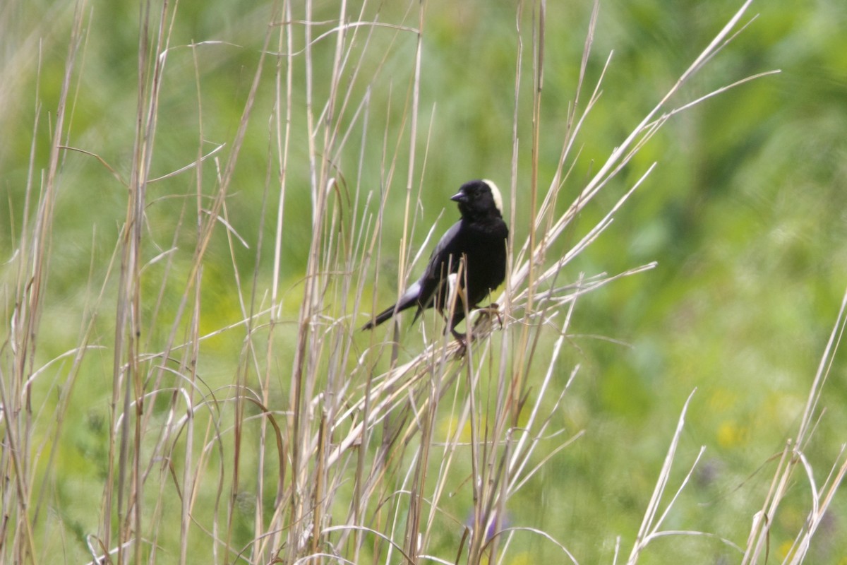 bobolink americký - ML620399335