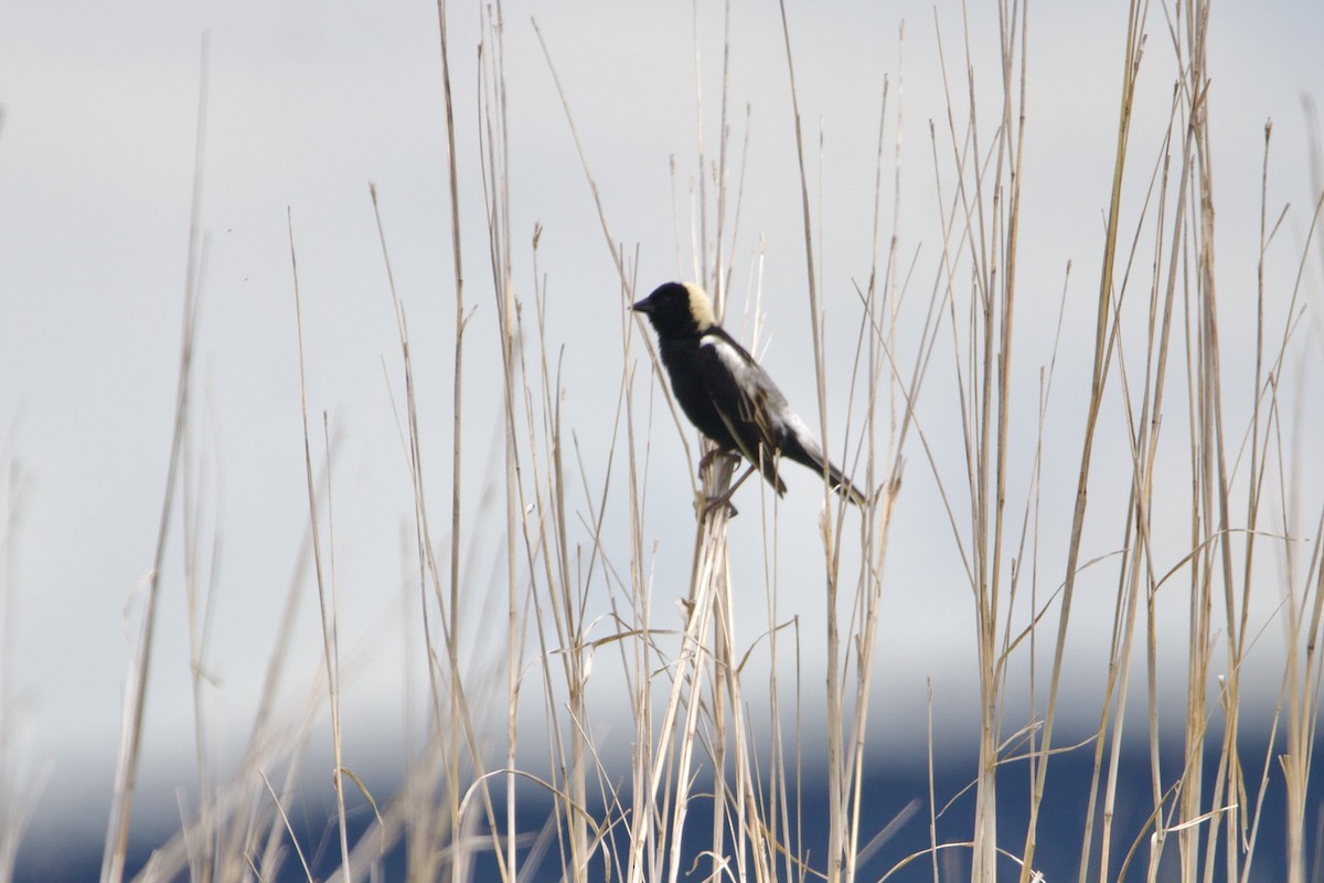 bobolink americký - ML620399336