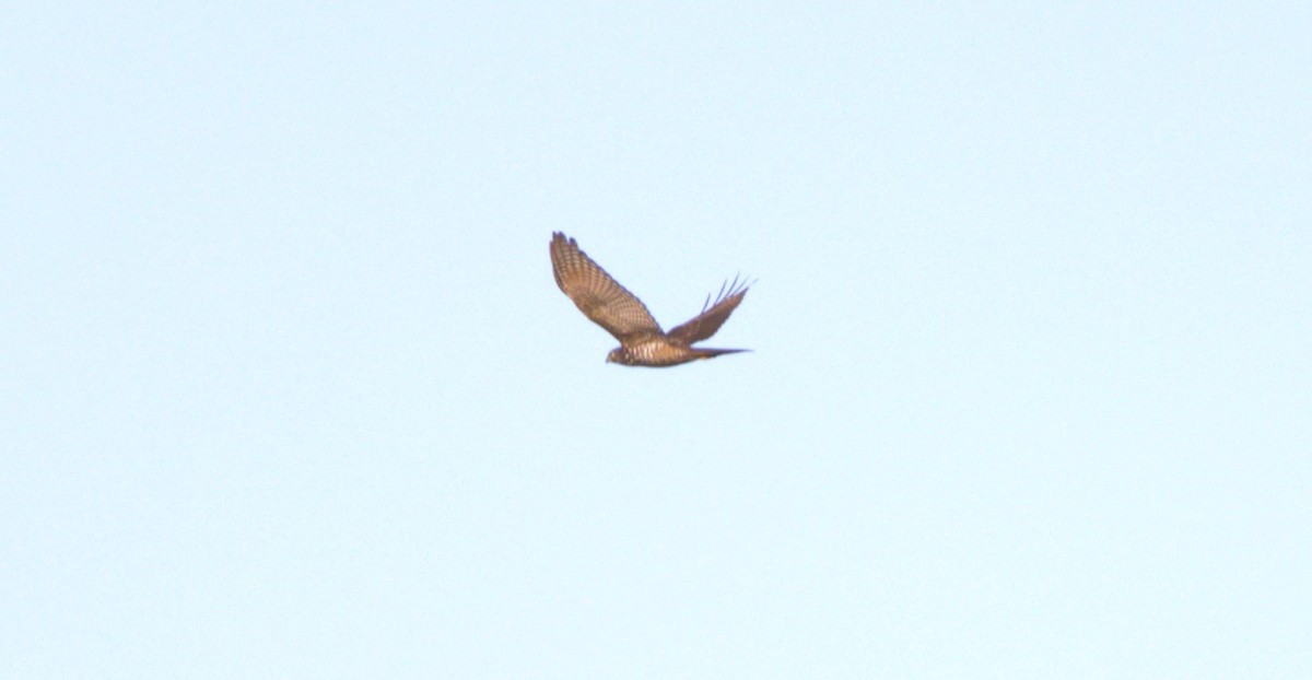 Brown Goshawk - ML620399337