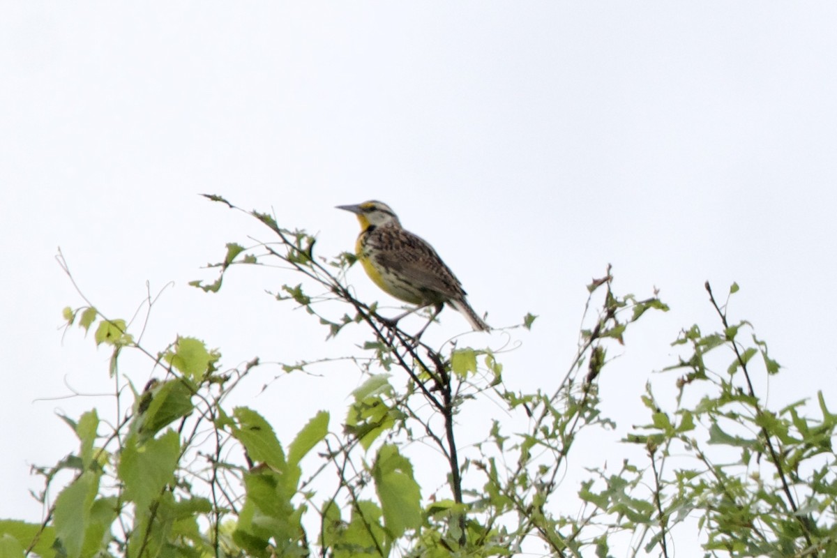 Eastern Meadowlark - ML620399340