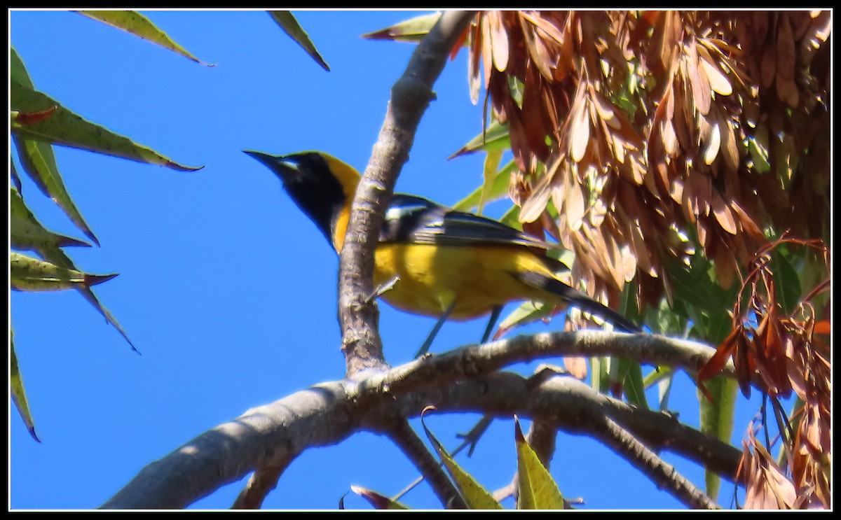 Hooded Oriole - ML620399345