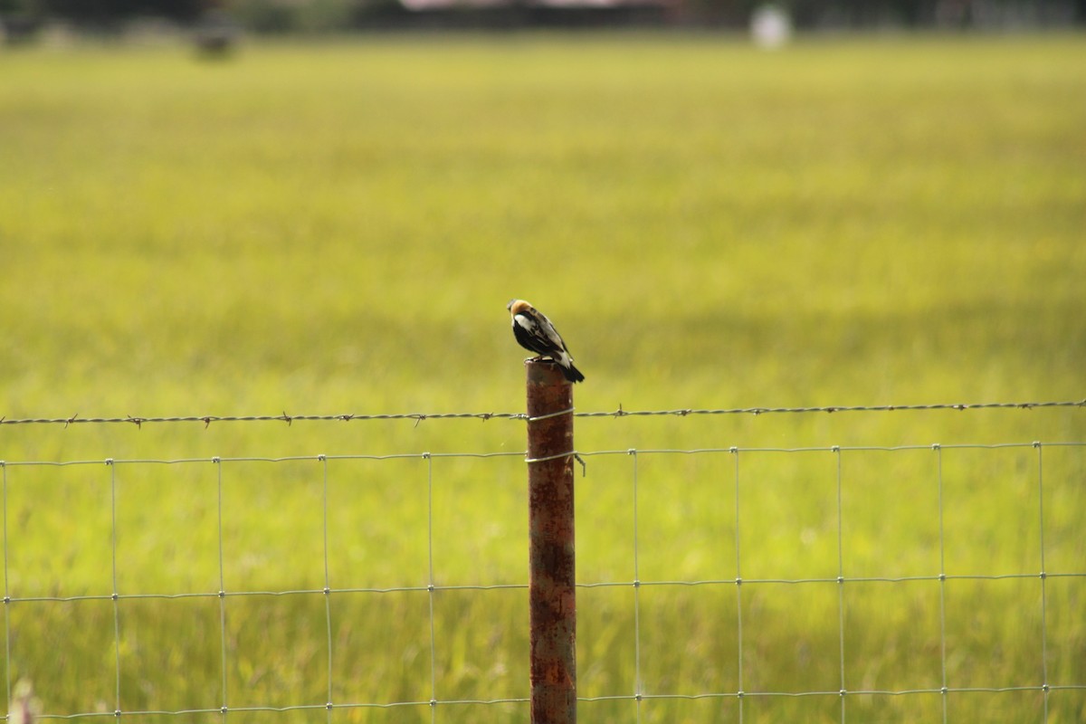 bobolink americký - ML620399350