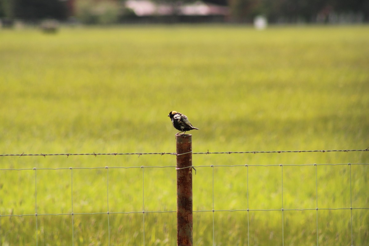 bobolink americký - ML620399351