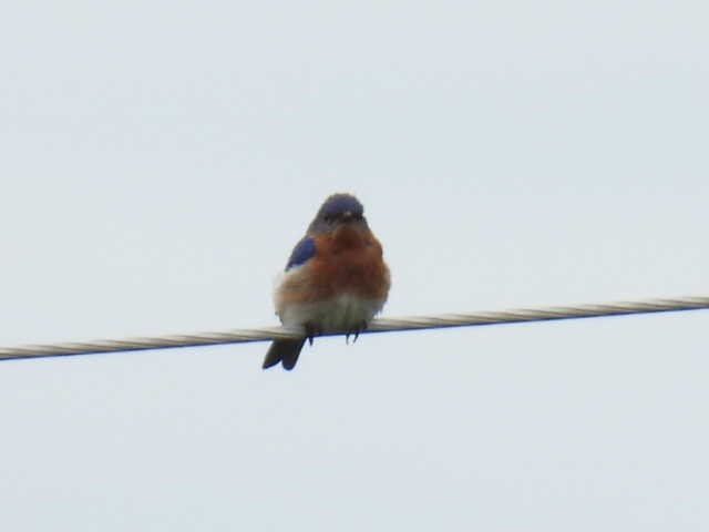 Eastern Bluebird - ML620399352