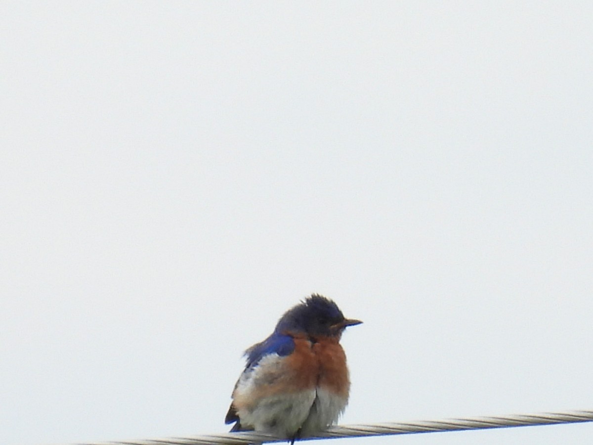 Eastern Bluebird - ML620399355