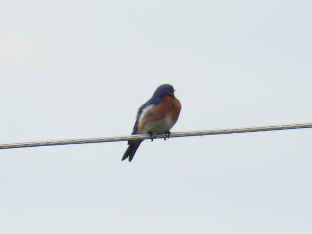 Eastern Bluebird - ML620399356