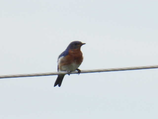 Eastern Bluebird - ML620399357