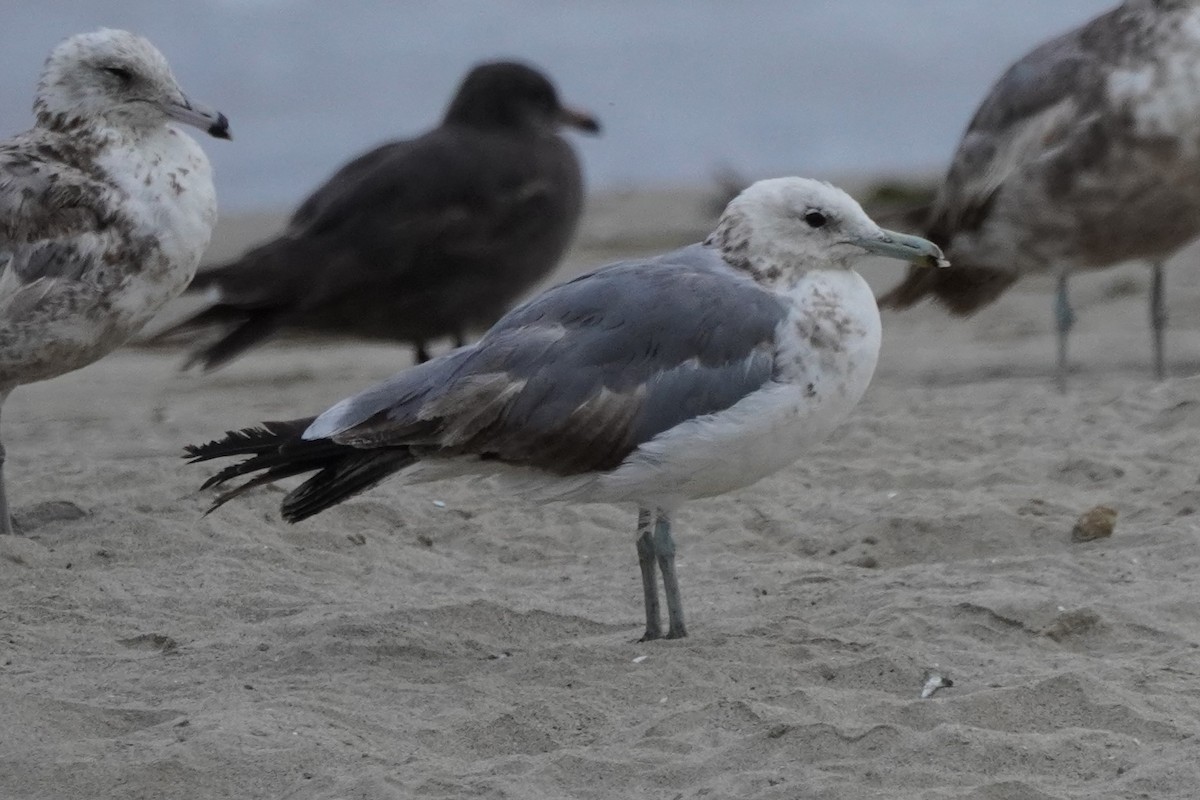 California Gull - ML620399362