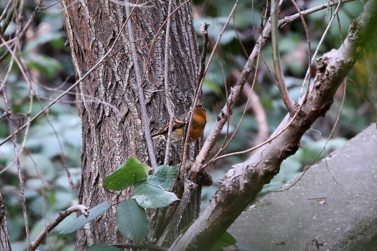 Varied Thrush - ML620399363