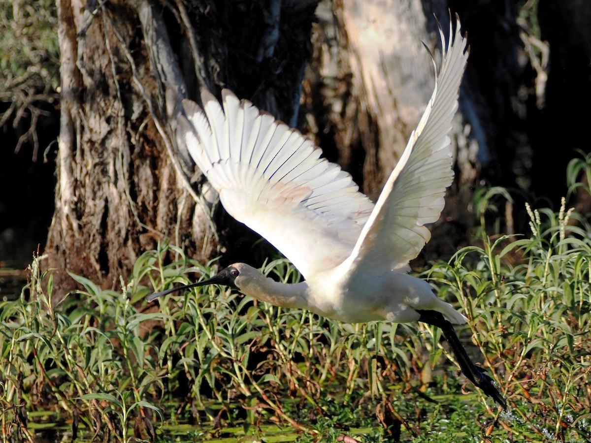 Royal Spoonbill - ML620399367