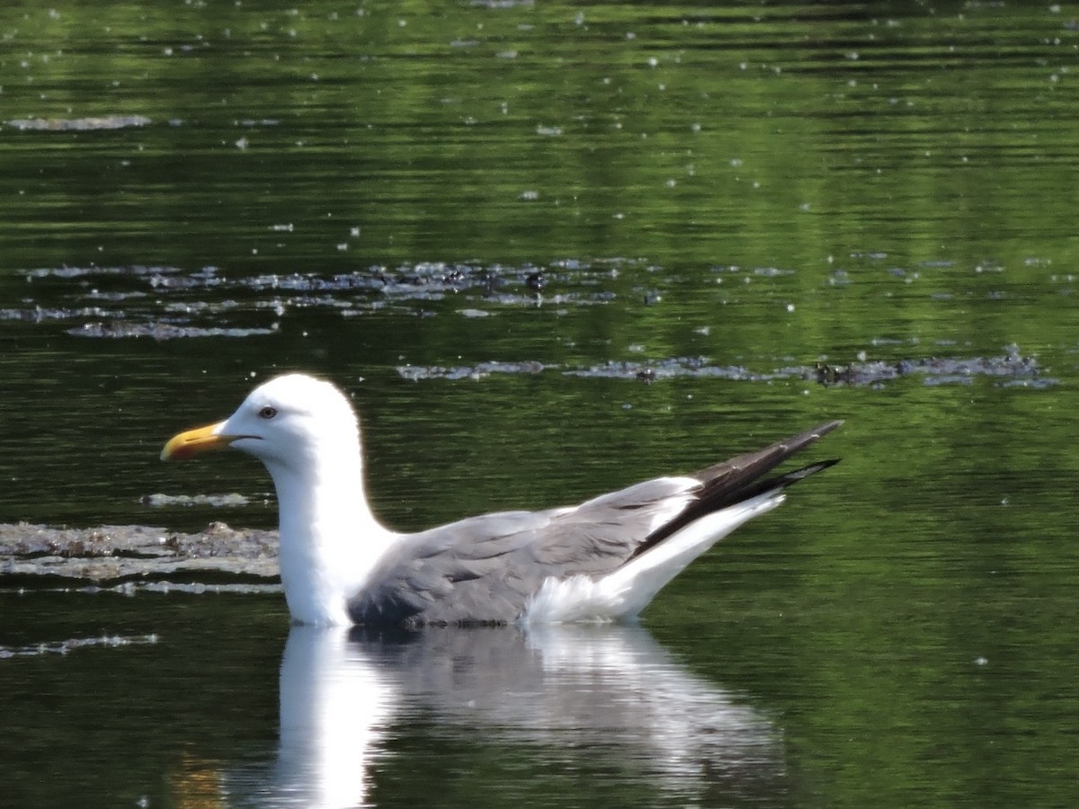 Lesser Black-backed Gull (Heuglin's) - ML620399371