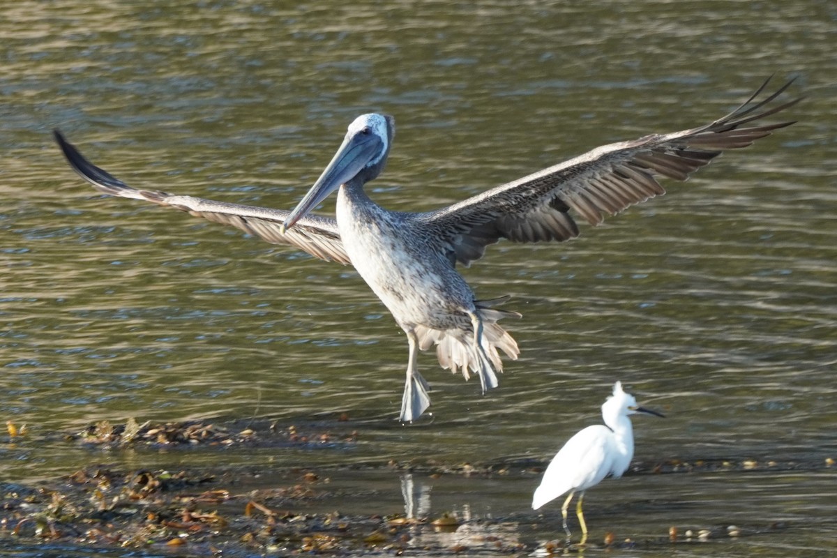 Brown Pelican - ML620399376