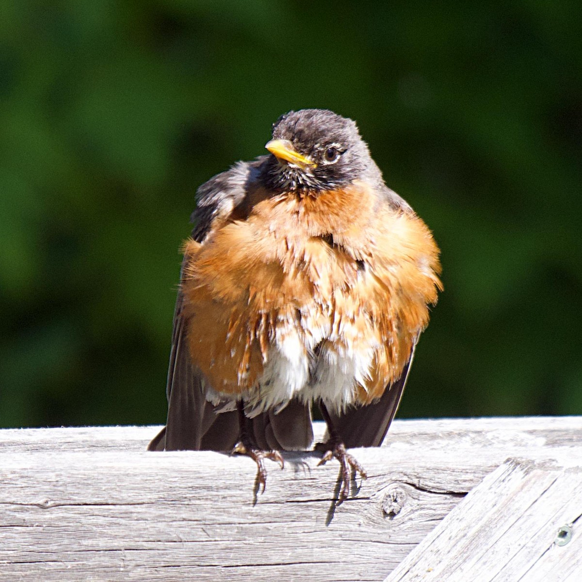 American Robin - ML620399379