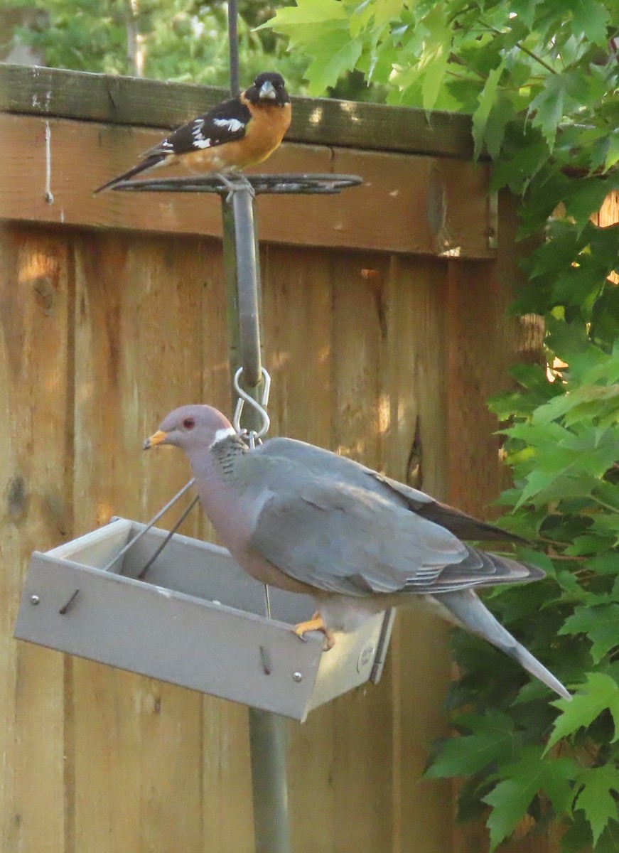 Pigeon à queue barrée - ML620399381