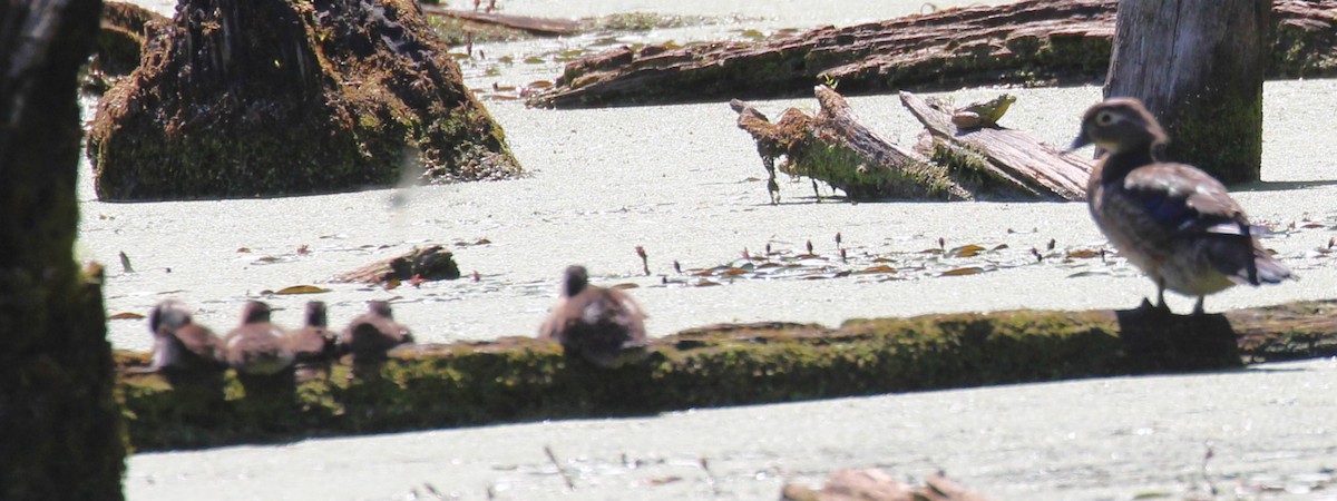 Wood Duck - ML620399389