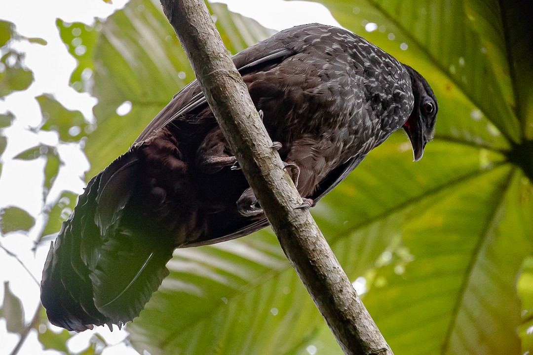 Cauca Guan - ML620399392