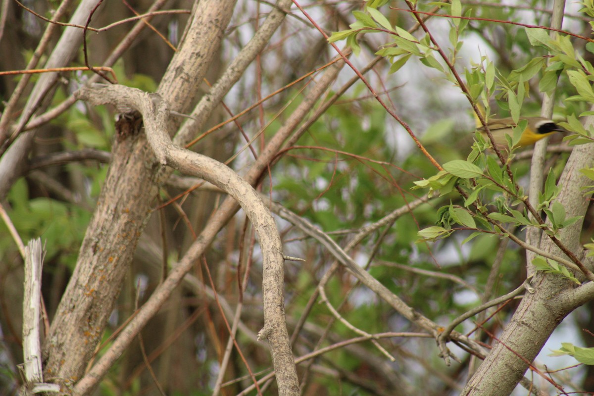 Common Yellowthroat - ML620399401