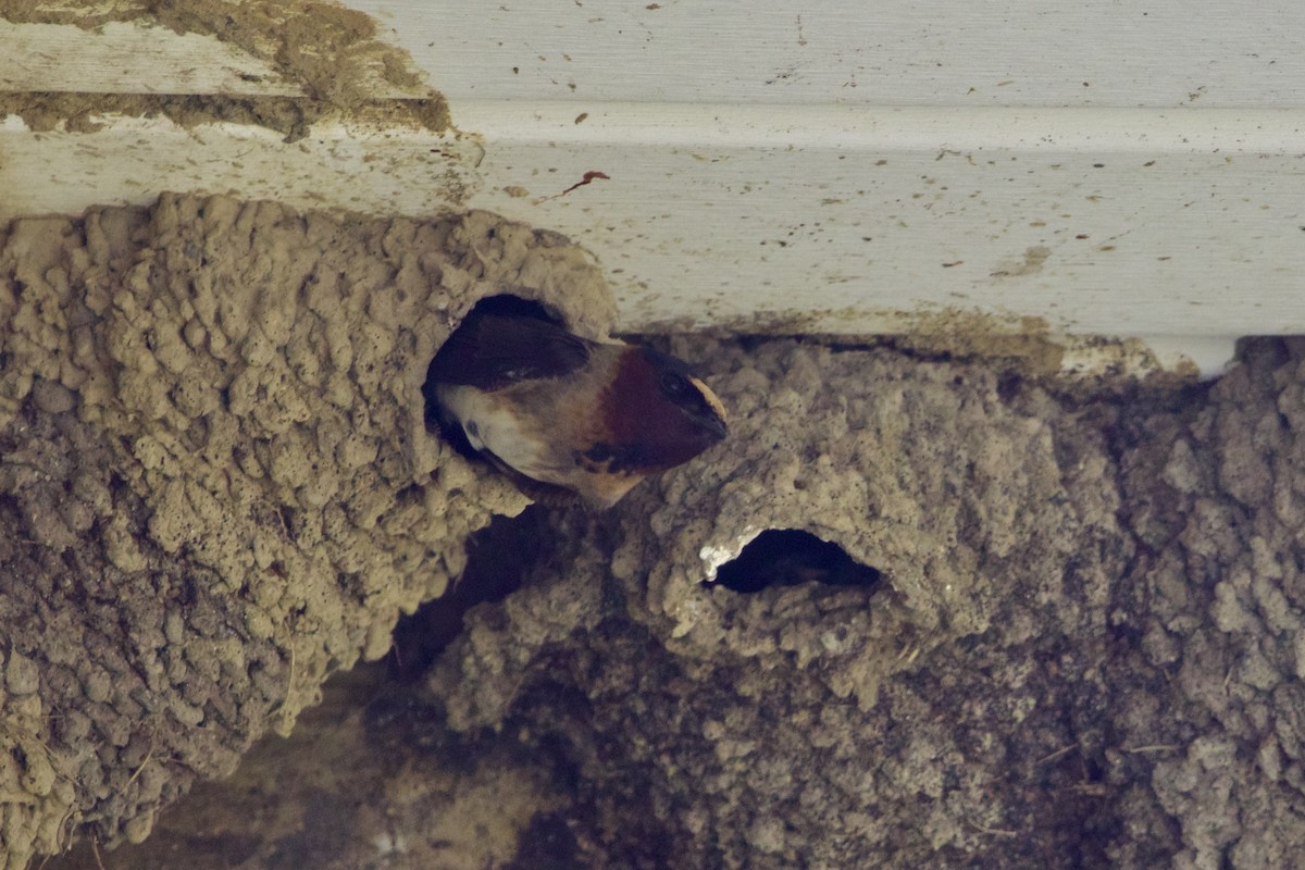 Cliff Swallow (pyrrhonota Group) - ML620399406