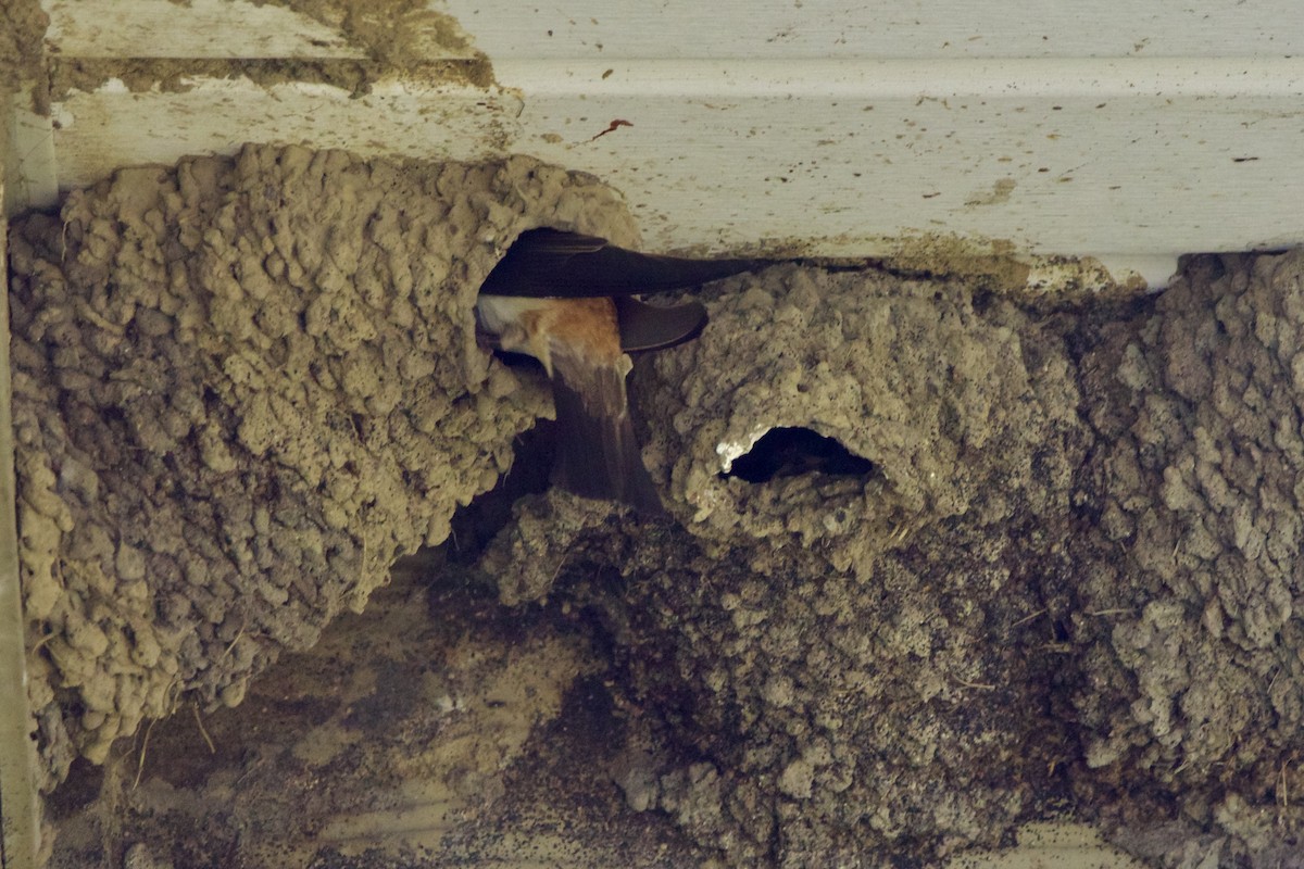 Cliff Swallow (pyrrhonota Group) - ML620399407